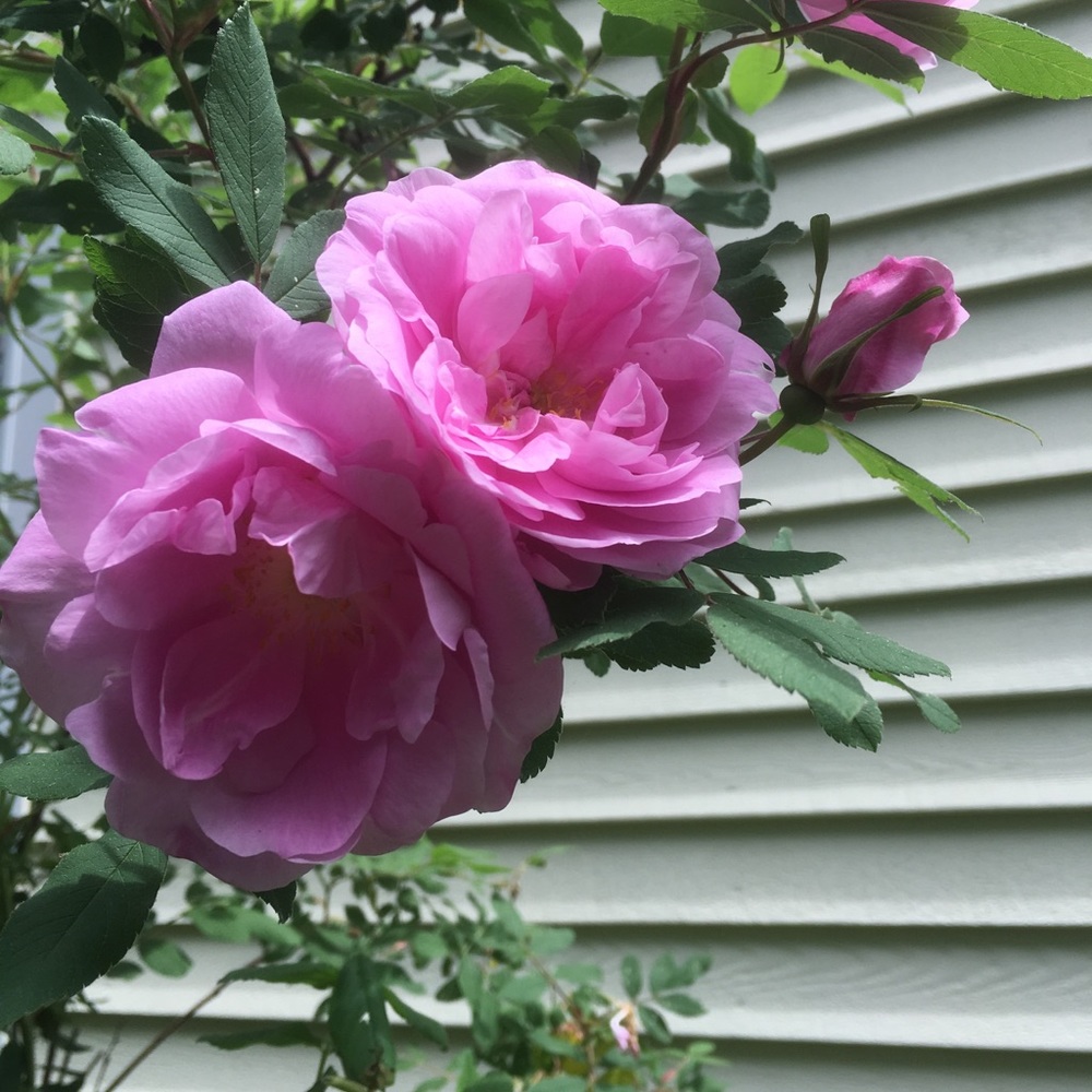 Meet your Posher, Paula